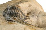 Large, Chocolate-Brown Kettneraspis Trilobite - Lghaft, Morocco #382855-3